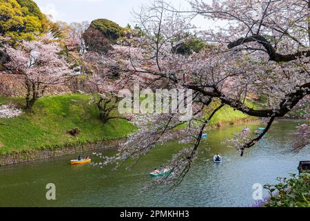 Tokio Japan Sakura Kirschblüte Kaiserpalast Graben Chidorigafuchi Park, Menschen in Booten kommen den Kirschblüten in Tokio Japan nahe Stockfoto