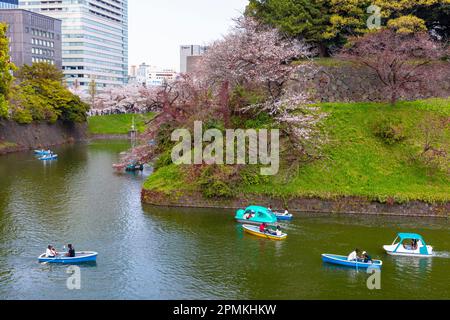 April 2023 Hanami: Kirschblüten mit dem Boot im Graben des Kaiserpalastes in Tokio, beliebte Aktivität für Einheimische und Besucher Japans Stockfoto