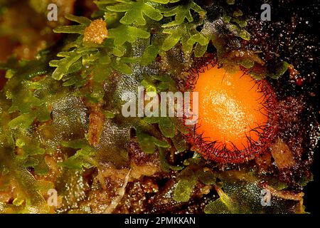 Wimpern-Pilz (Scutellinia sp.) Stockfoto