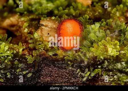 Wimpern-Pilz (Scutellinia sp.) Stockfoto