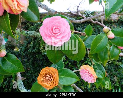 Camellia japonica "Pink Perfection"-Blüten in verschiedenen Stadien von Verfall, Alter und Verfärbung. Stockfoto