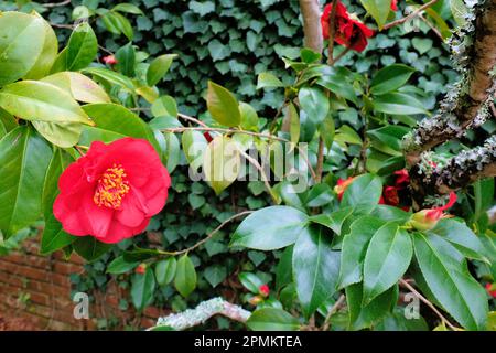 Camellia japonica „Monjusu Red“ blüht in voller Blüte mit Stamen und Pistil, umgeben von Blättern. Stockfoto
