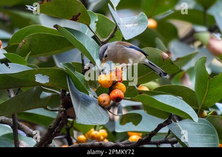 Blauflügelminla (Actinodura cyanouroptera), auch bekannt als blauflügelminla, beobachtet in Rongtong in Westbengalen, Indien Stockfoto