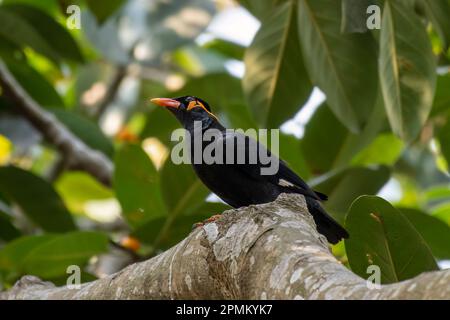 Gemeine Bergmyna (Gracula religiosa) in Rongtong in Westbengalen, Indien Stockfoto