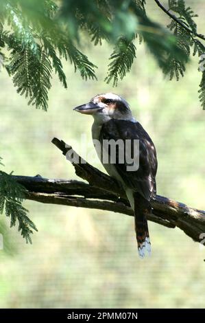 Sie haben sicherlich schon von dem lachenden Kookaburra (Dacelo Gigas) im alten Gummibaum gehört - dieser befindet sich in einem Silberwaschbaum (Acacia Dealbata). Stockfoto