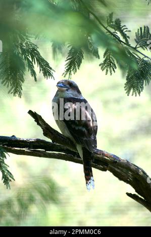 Sie haben sicherlich schon von dem lachenden Kookaburra (Dacelo Gigas) im alten Gummibaum gehört - dieser befindet sich in einem Silberwaschbaum (Acacia Dealbata). Stockfoto