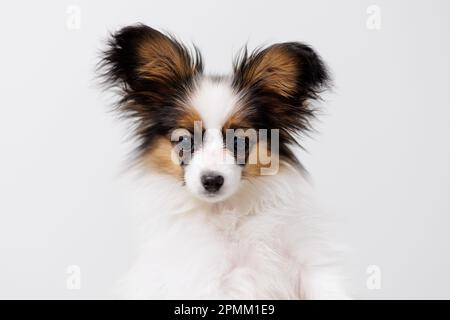 Porträt eines dreifarbigen papillon-Welpen auf weißem Hintergrund Stockfoto