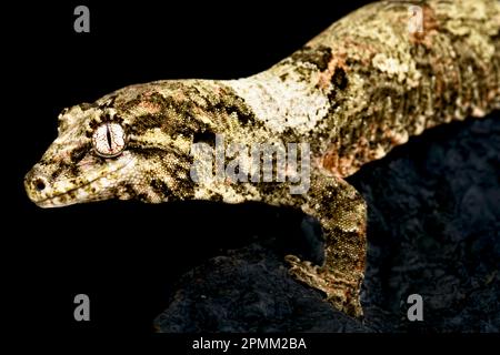 Neukaledonischer Mossy-Gecko (Mniarogekko chahoua) Stockfoto