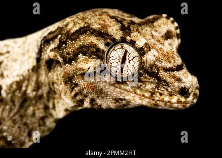 Neukaledonischer Mossy-Gecko (Mniarogekko chahoua) Stockfoto