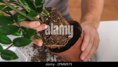 Zamioculcas aus einem kleinen Topf in einen großen zu transplantieren. Ein Mann zieht eine Zimmerpflanze aus einem alten Topf. Frühjahrsgärtnerei. Stockfoto