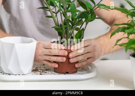 Zamioculcas aus einem kleinen Topf in einen großen zu transplantieren. Ein Mann zieht eine Zimmerpflanze aus einem alten Topf. Frühjahrsgärtnerei. Stockfoto