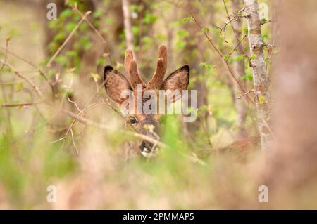 Junger Roe Deer in Wäldern bei Vergnes, Lot Region, Frankreich Stockfoto