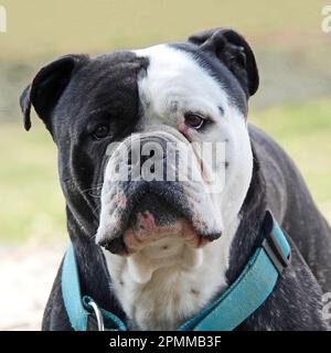 Porträt eines amerikanischen Bulldogs. Er ist schwarz-weiß, hat ein blaues Halsband und sieht wachsam aus. Stockfoto