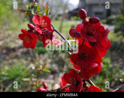 Leuchtend rote japanische Quittenblumen vor einem verschwommenen Hintergrund Stockfoto