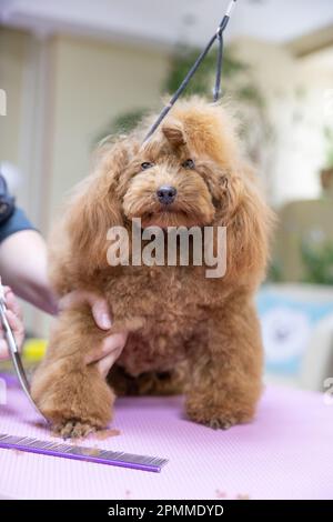 Hundepflege. Pudel gibt der Herrin vertrauensvoll eine Pfote, wenn sie mit einer Schere schert. Hundesalon-Pflegekonzept. Bräutigam schert Pudelpfoten mit Sci Stockfoto