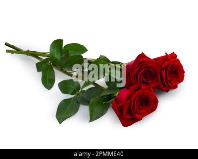 Ein Strauß roter Rosen mit Schatten liegt auf weißem Hintergrund Stockfoto