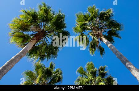 Ein kleiner Winkel von riesigen Palmen vor einem blauen Himmel. Stockfoto