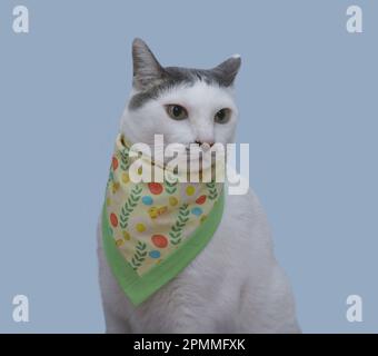 Weiße Katze mit Bandana auf blauem Hintergrund Stockfoto
