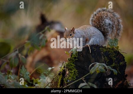 Graues Eichhörnchen, Sciurus Carolinensis, auf einem moosbedeckten Baumstumpf in den Wäldern, Wembley, UK Foto von Amanda Rose/Alamy Stockfoto