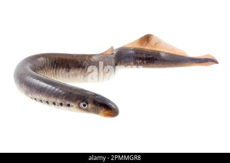 Lebender Lammmuschelfisch auf weißem Hintergrund Stockfoto