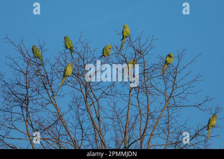 Eine Gruppe von Rosengürtelsittichen, Sittacula krameri, auf einem Baum früh am Morgen. Wembley, Großbritannien Foto von Amanda Rose/Alamy Stockfoto