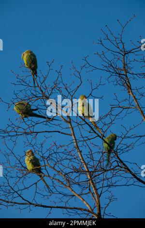 Eine Gruppe von Rosengürtelsittichen, Sittacula krameri, auf einem Baum früh am Morgen. Wembley, Großbritannien Foto von Amanda Rose/Alamy Stockfoto