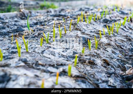 Im Gemüsegarten wachsen abends junge grüne Knoblauchsprossen. Pflanzensprossen durchbrechen trockene gefallene Blätter in einem Gartenbeet. Erster Warmin Stockfoto