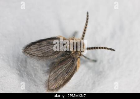 Mücken, Eulenmücken, Abwasserfliegen, auch Walzenmücken genannt (Psychodidae) an einer weißen Wand. Stockfoto