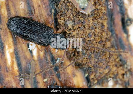 Nahaufnahme eines langhornigen Räuberkäfers, Uleiota Planatus, auf einem Stück Rinde, Holz. Stockfoto