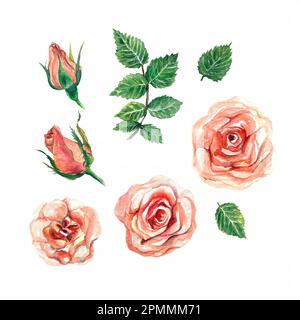 Aquarelle Korallenrosen im Vintage-Stil. Knospen, offene Blumen, grüne Blätter, Blattnäste. Designelemente für Grußkarten, Hochzeitseinladungen. Illustr Stockfoto