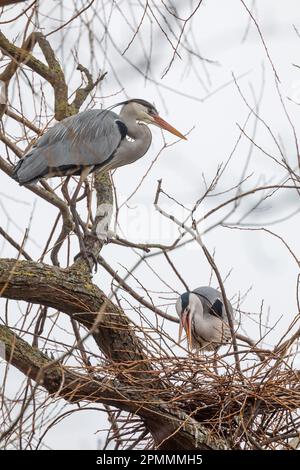 Pair of Grey Herons, Ardea cinerea, Nest Building, Brent Reservoir (die walisische Harfe), UK Photo by Amanda Rose/Alamy Stockfoto