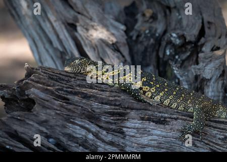 Nilmonitor schläft auf trockenem Baumstamm Stockfoto