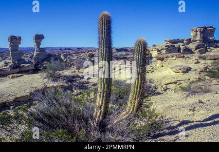 Argentinien, Region San Juan. Kakteen und Felsformationen im Ischigualasto Provincial Park. Stockfoto