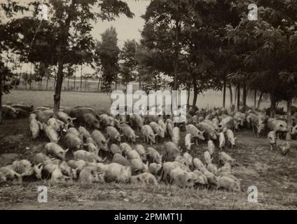 Rom, Italien Mai 1951: Eine wunderschöne Pastoralszene mit Schweinen, die auf einem üppigen grünen Feld weiden. Stockfoto