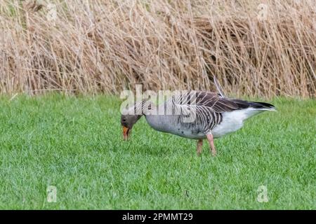 Graugans, Föhr-Feer, Deutschland Stockfoto