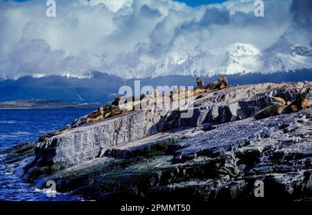 Argentinien, Ushuaia, Terra del Fuego. Robben ruhen auf einer felsigen Insel im Beagle-Kanal. Stockfoto