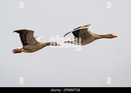 Graugans, Föhr-Feer, Deutschland Stockfoto