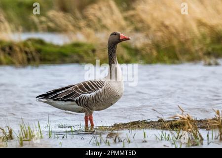 Graugans, Föhr-Feer, Deutschland Stockfoto