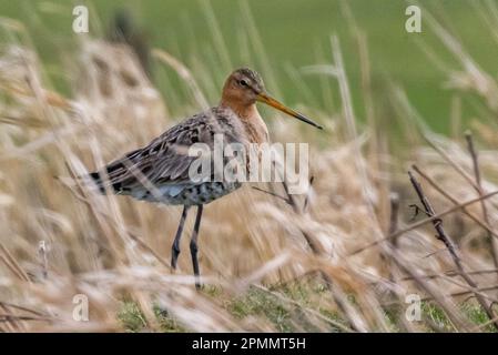 Schwarzschwanzgott, Föhr-Feer, Deutschland Stockfoto