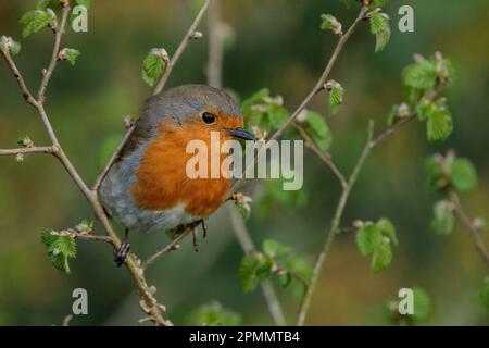 Europäischer Robin, Erithacus rubecula, hoch oben auf einem Ast. Barn Hill, Wembley, Großbritannien. Foto: Amanda Rose/Alamy Stockfoto