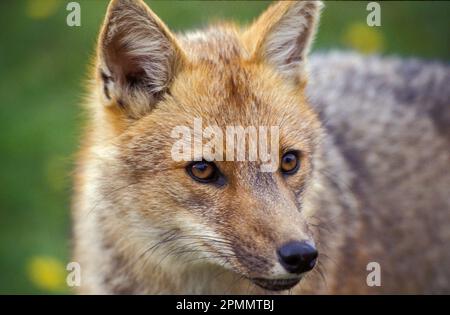 Argentinien, Tierra del Fuego. Nahaufnahme von Red Fox im Nationalpark. Stockfoto