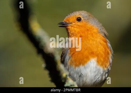 Europäischer Robin, Erithacus rubecula, auf einem Ast, der frech aussieht. Barn Hill, Wembley, Großbritannien. Foto: Amanda Rose/Alamy Stockfoto