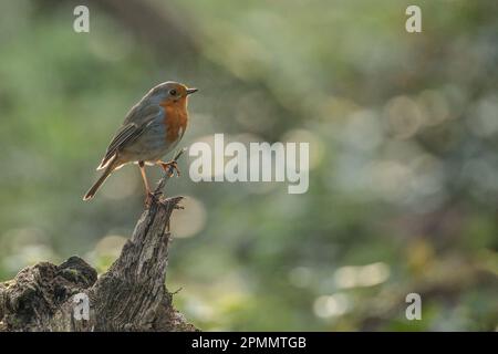 Europäischer Robin, Erithacus rubecula, hoch auf einem gebrochenen Ast. Barn Hill, Wembley, Großbritannien. Foto: Amanda Rose/Alamy Stockfoto