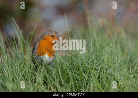 Europäischer Robin, Erithacus rubecula, posiert im Gras. Barn Hill, Wembley, Großbritannien. Foto: Amanda Rose/Alamy Stockfoto