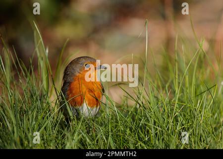 Europäischer Robin, Erithacus rubecula, posiert im Gras. Barn Hill, Wembley, Großbritannien. Foto: Amanda Rose/Alamy Stockfoto