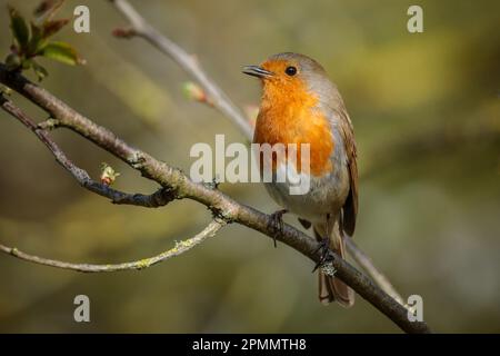 Europäischer Robin, Erithacus rubecula, auf einem Ast. Barn Hill, Wembley, Großbritannien. Foto: Amanda Rose/Alamy Stockfoto