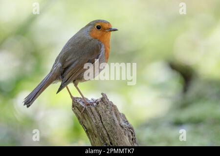 Europäischer Robin, Erithacus rubecula, hoch auf einem gebrochenen Ast. Barn Hill, Wembley, Großbritannien. Foto: Amanda Rose/Alamy Stockfoto