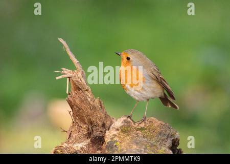 Europäischer Robin, Erithacus rubecula, hoch auf einem gebrochenen Ast. Barn Hill, Wembley, Großbritannien. Foto: Amanda Rose/Alamy Stockfoto