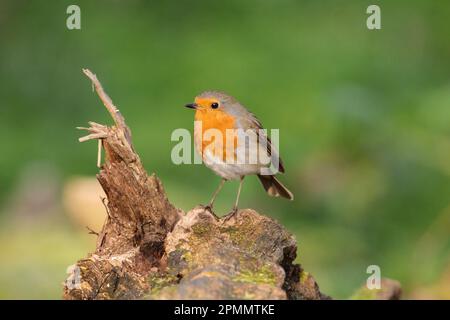 Europäischer Robin, Erithacus rubecula, hoch auf einem gebrochenen Ast. Barn Hill, Wembley, Großbritannien. Foto: Amanda Rose/Alamy Stockfoto