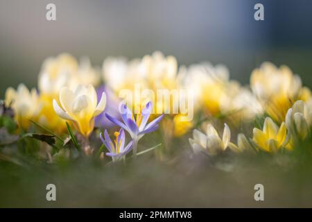 Der erste Frühling blüht Krokusse auf verschwommenem Hintergrund. Selektiver Fokus. Stockfoto
